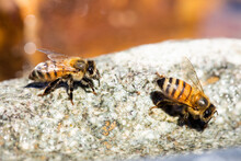 Closeup Of Two Africanized Bee Workers (Africanized Honey Bee Or The "killer Bee") On A Rock
