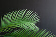 Isolated palm branch on a black background with copy space
