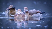 Egyptian Geese Floating In The Lake