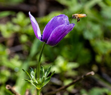 Bee Flying Over A Purple Poppy Anemone