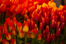 Gorgeous Red And Orange Flowers With Green Stems