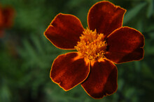 Top View Of A  Beautiful Wallflower (Erysimum) On A Blurry Background