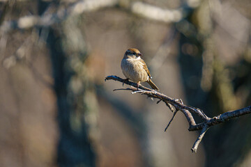 Closeup shot of a brown sparrow perching on a tree branch