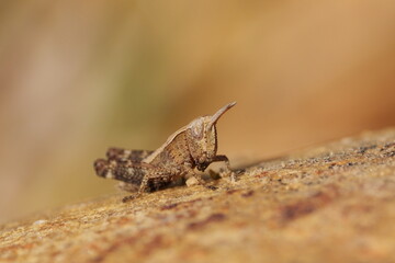 Poster - macro de bébé grillon