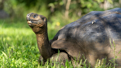 Sticker - Closeup of a turtle on a grassy landscape