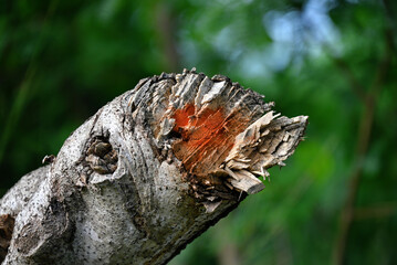 Sticker - Close-up shot of a broken tree branch in the garden with green trees on the background