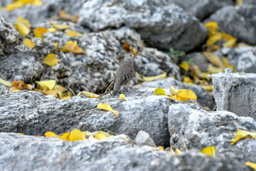 Poster - Shallow focus shot of a dove standing on rocks covered with fallen autumn leaves during daytime