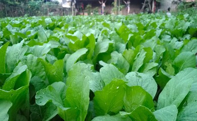 the leaves of the mustard plant are exposed to a little dew in the morning adding to the freshness of this plant which is ready to be picked