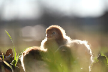 Poster - Chicks look sleepy with shallow depth of field background on chicken farm.
