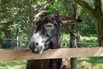 Canvas Print - beautiful donkey resting his head on the fence in the spring sunshine