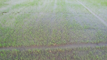 Wall Mural - Aerial view of rice field growing in plantation at countryside