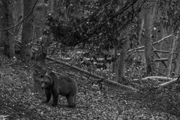 Sticker - Shallow focus grayscale shot of a grizzly bear walking on the ground of the forest