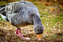 Beautiful Graylag Goose Walking In The Nature