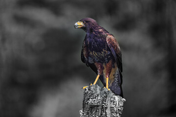 Fototapete - Red Tailed Hawk