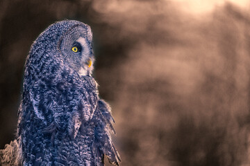 Fototapete - Great Grey Owl