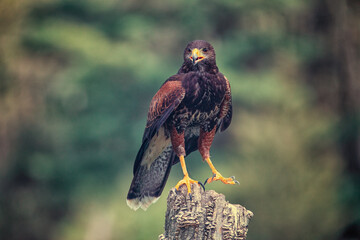 Fototapete - red tailed hawk