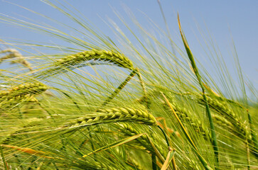 Sticker - Ears of corn on the background of a clear blue sky