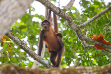 Selective Of Geoffroy's Spider Monkey (Ateles Geoffroyi) In A Forest