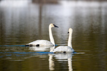Shot Of Two Trumpeter Swans Swimming In Yellowstone River