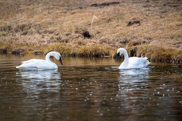 Canvas Print - Couple of swans wading in a lake in the Yellowstone National Park