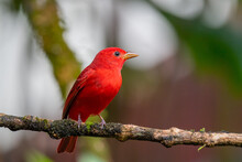 Selective Of A Summer Tanager (Piranga Rubra) On A Branch