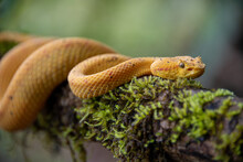 Gorgeous Eyelash Viper (Bothriechis Schlegelii) Crawling On A Branch In Costa Rica