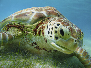Wall Mural - Closeup shot of a sea turtle close up on the bottom of the sea