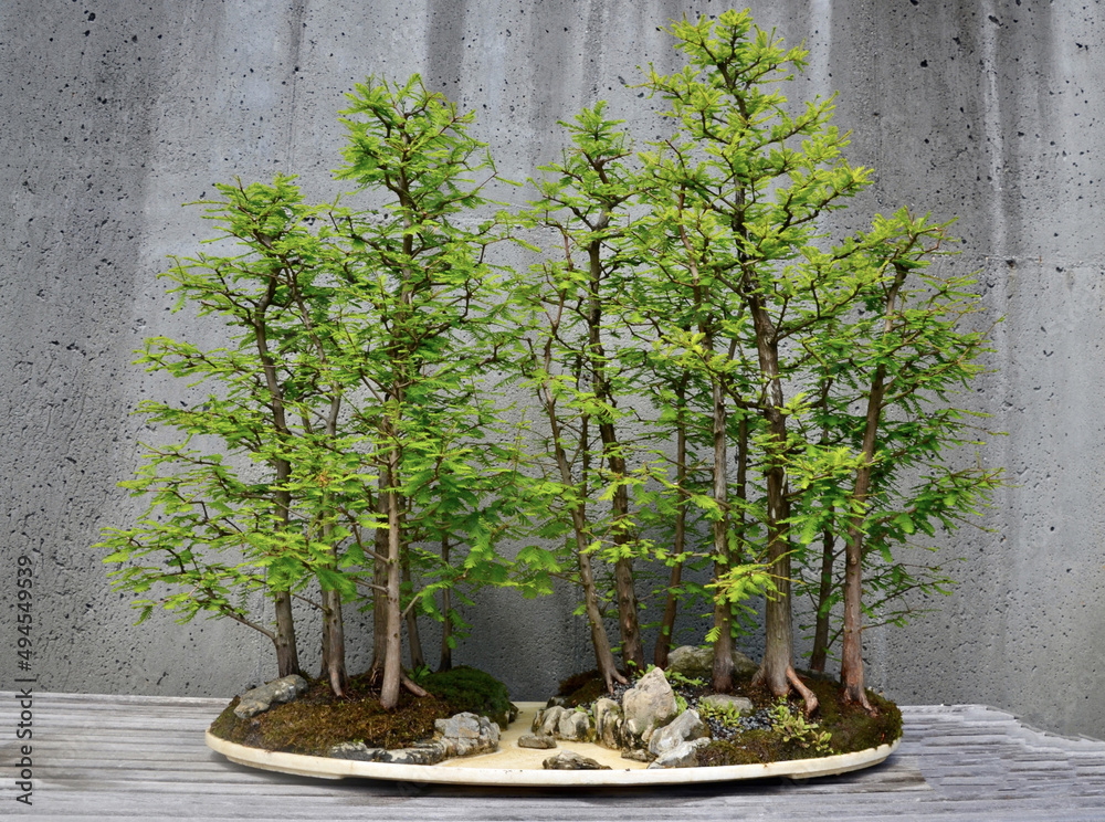 schale bonsai 5.1