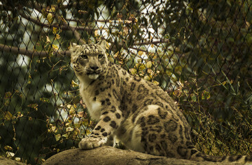 Beautiful shot of a snow cat in Melbourne zoo in Parkville, Australia