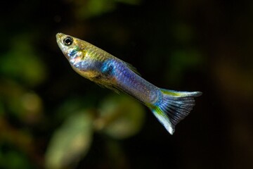 Canvas Print - neon glowing freshwater dwarf fish, juvenile male with big colorless tail, popular and hardy enduring species for beginners, free space dark blurred background