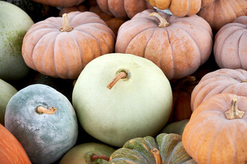 Wall Mural - Various colorful pumpkins are gathered.