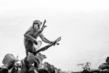 Canvas Print - A closeup shot of a Rhesus macaque primate monkey sitting on a tree branch and stretching, Myanmar