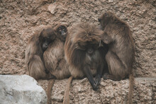 Closeup Of Guinea Baboons In The Zoo