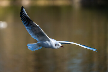 Wall Mural - The European Herring Gull, Larus argentatus is a large gull