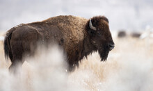 Bison In Grand Teton National Park 