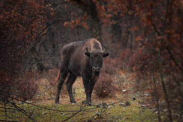 Wall Mural - European bison during winter time in Bulgaria. Rare bison in Rhodope Mountains. European wildlife.