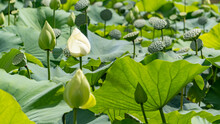 White Lotus Flower, Nelumbo Nucifera, Indian Lotus, Sacred Lotus, Bean Of India. A Plant In The Monotypic Family Nelumbonaceae.