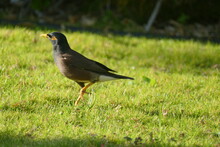Mynah Bird Walking In Grass