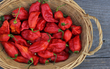 Wall Mural - Basket of Fresh Bhut Jolokia Ghost Chili Peppers at rural farmers market