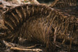 © Rebecca - Rotting animal with bones and flesh