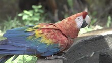 Colorful Red Macaw Drinking Water At The Safari Fountain