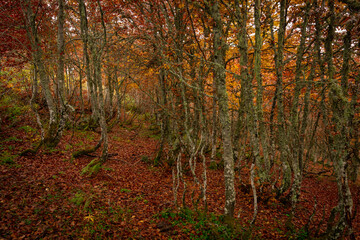 Wall Mural - Trees on a fall landscape with red and orange colors in Picos de Europa national park, Spain