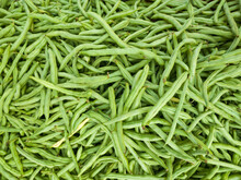 Pile Of Green Beans, Also Known As French Beans, String Beans Or Snaps, Freshly Harvested Vegetable Background, Closeup View Taken In Shallow Depth Of Field