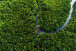 Ecology system green tropical mangrove forest in sea bay