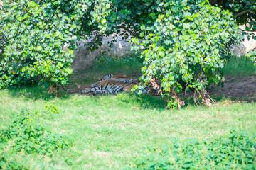 big bengal tiger lies under a tree in the zoo