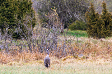 Sticker - Alone Crane in a wet meadow