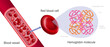 Blood vessel, red blood cell and hemoglobin. Heme groups, α and β subunits, ron atoms and oxygen molecule.