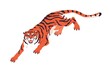 Bengal tiger prowling and roaring. Wild feline animal, cat with teeth walking, crawling. Striped carnivore, beast. Jungle predator. Colored flat vector illustration isolated on white background