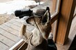 Die Jagd nach dem Jäger ? -Kuriosum - Ein  Fuchs als Jäger in Zeiten von Corona mit Atemschutzmaske