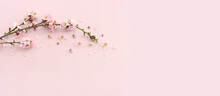Image Of Spring White Cherry Blossoms Tree Over Pink Pastel Background